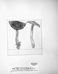 Armillaria mellea image